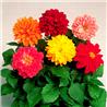 Hạt Giống Hoa Thược Dược Mix
